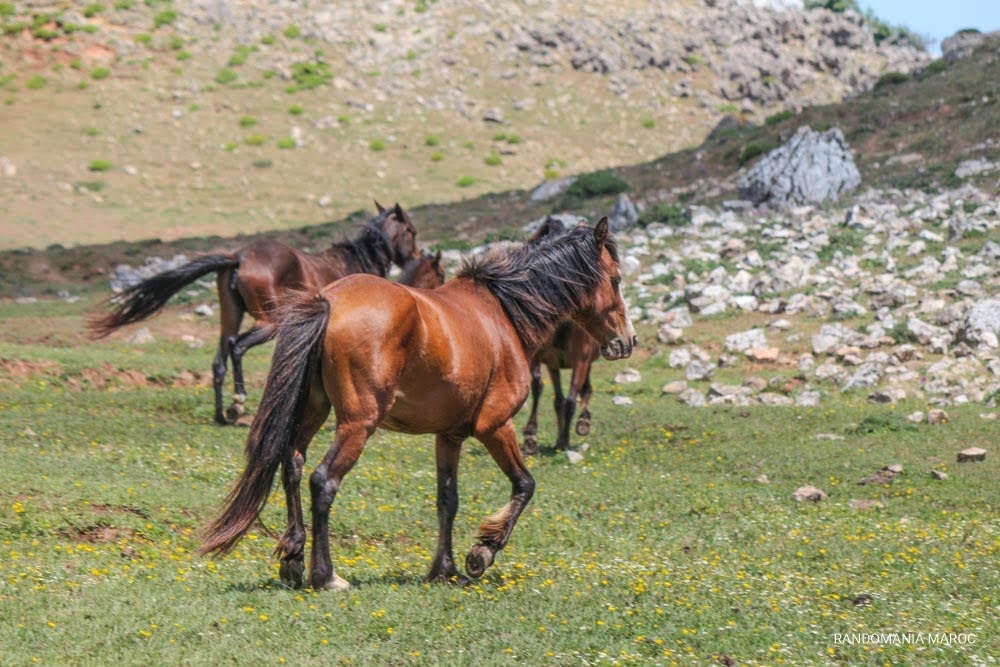 JBEL LABYAD  Monte Blanco   Plateau Fahs Lamhar.